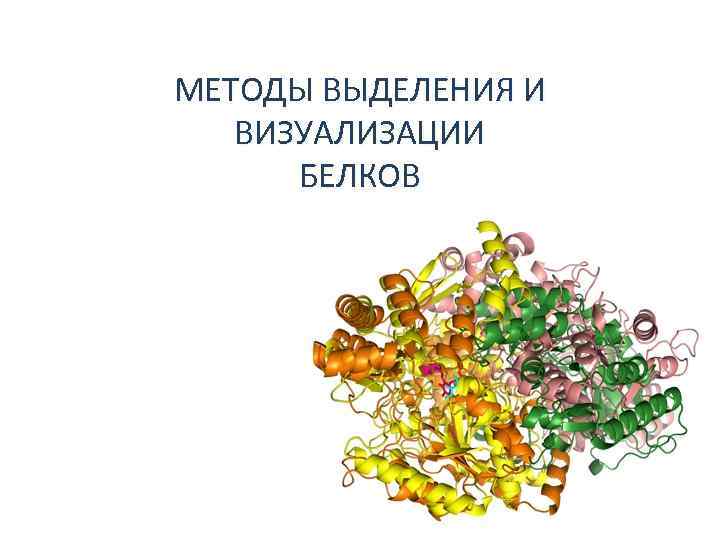 МЕТОДЫ ВЫДЕЛЕНИЯ И ВИЗУАЛИЗАЦИИ БЕЛКОВ 