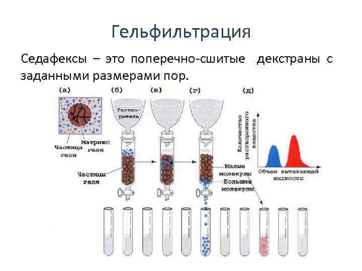 Гельфильтрация Седафексы – это поперечно-сшитые декстраны с заданными размерами пор. 