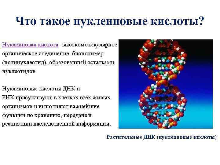 Презентация по химии на тему нуклеиновые кислоты - 91 фото