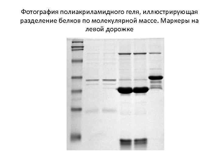 Фотография полиакриламидного геля, иллюстрирующая разделение белков по молекулярной массе. Маркеры на левой дорожке 