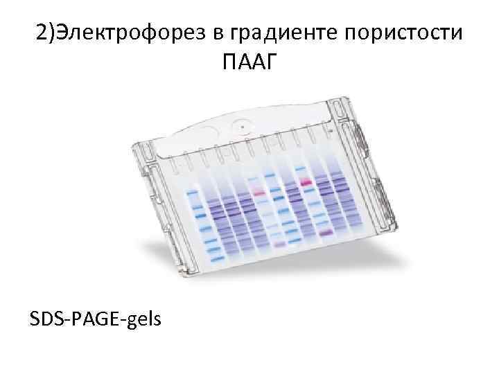 Электрофорез в полиакриламидном геле презентация