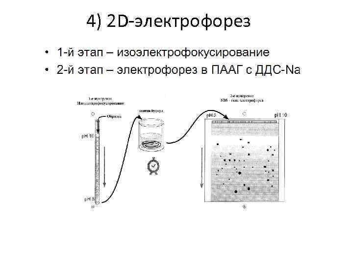 4) 2 D-электрофорез 