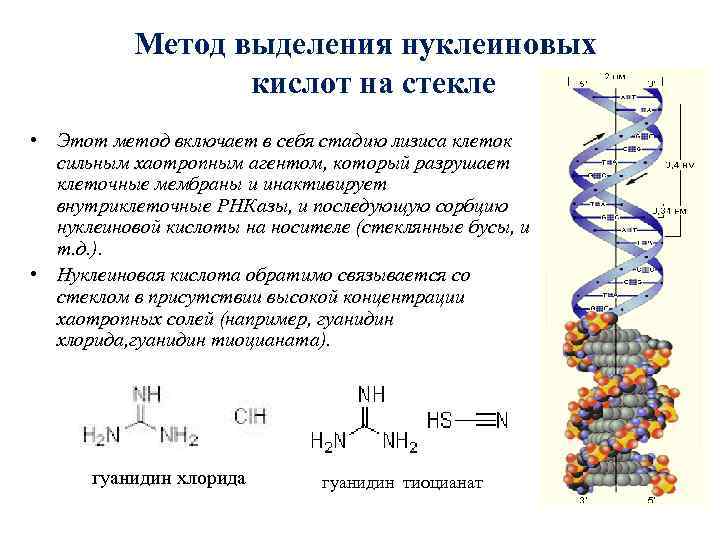 Метод выделения нуклеиновых кислот на стекле • Этот метод включает в себя стадию лизиса