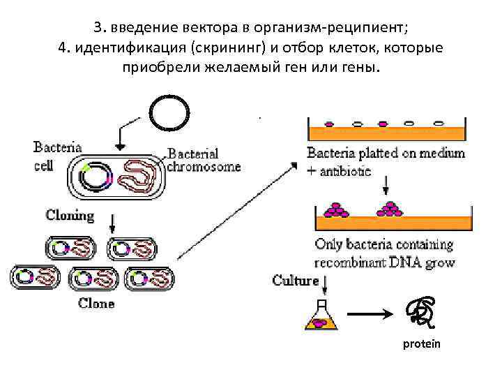 3. введение вектора в организм-реципиент; 4. идентификация (скрининг) и отбор клеток, которые приобрели желаемый