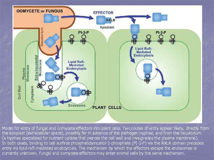 Model for entry of fungal and oomycete effectors into plant cells. Two routes of