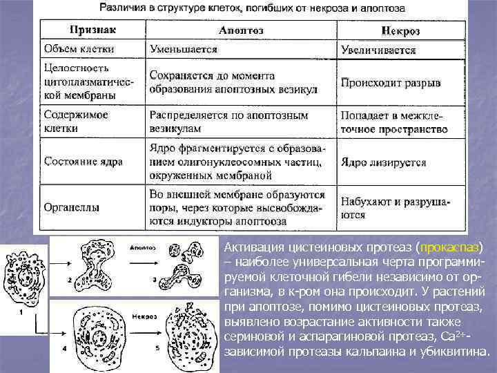 Активация цистеиновых протеаз (прокаспаз) – наиболее универсальная черта программируемой клеточной гибели независимо от организма,