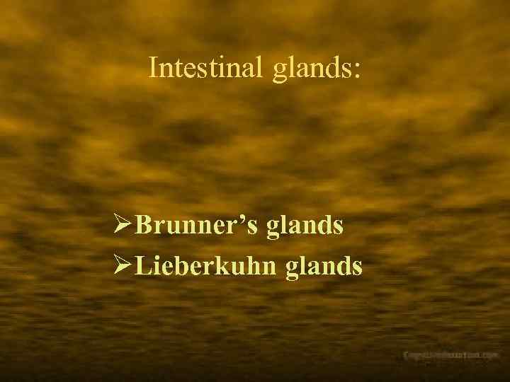 Intestinal glands: ØBrunner’s glands ØLieberkuhn glands 