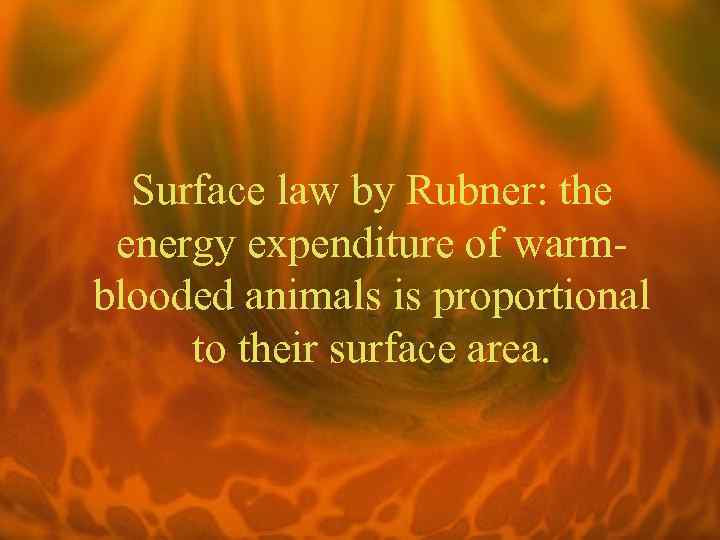 Surface law by Rubner: the energy expenditure of warmblooded animals is proportional to their