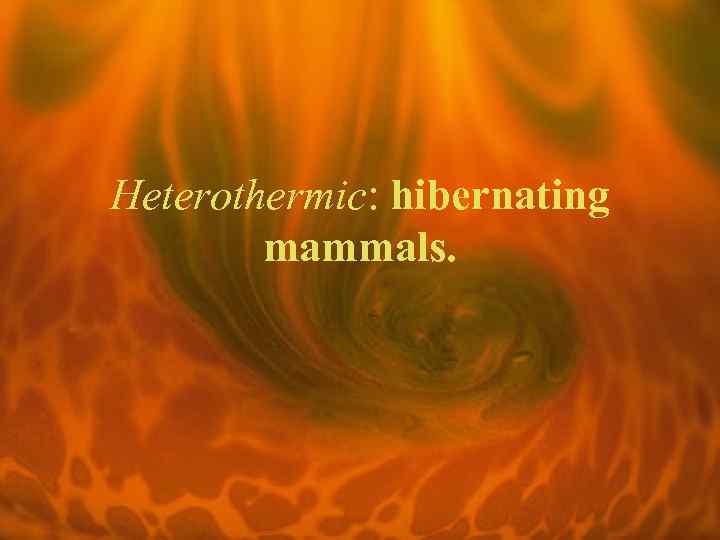 Heterothermic: hibernating mammals. 
