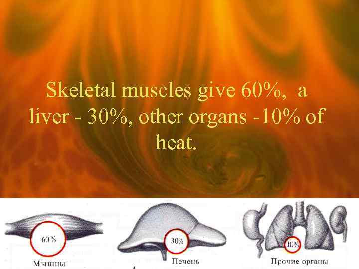 Skeletal muscles give 60%, a liver - 30%, other organs -10% of heat. 