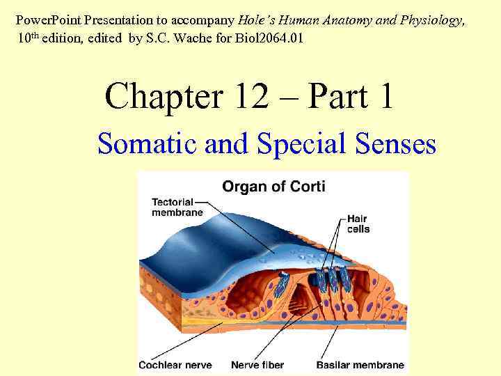  Power. Point Presentation to accompany Hole’s Human Anatomy and Physiology, 10 th edition,