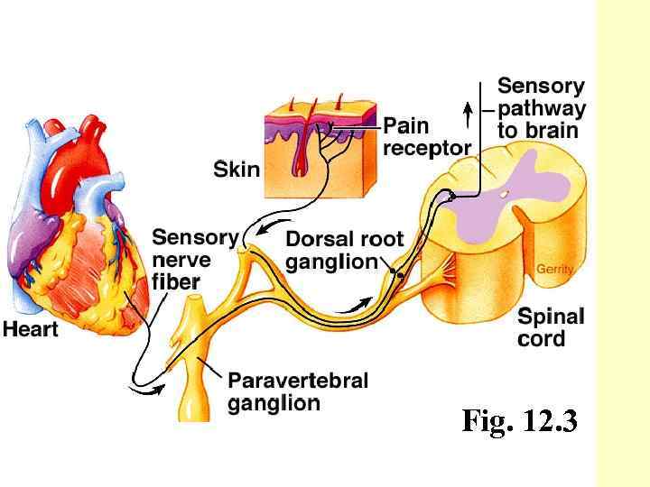 Fig. 12. 3 