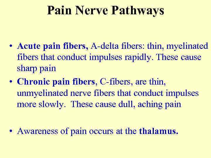 Pain Nerve Pathways • Acute pain fibers, A-delta fibers: thin, myelinated fibers that conduct