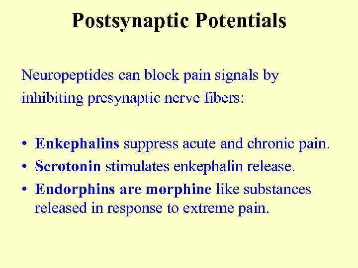 Postsynaptic Potentials Neuropeptides can block pain signals by inhibiting presynaptic nerve fibers: • Enkephalins