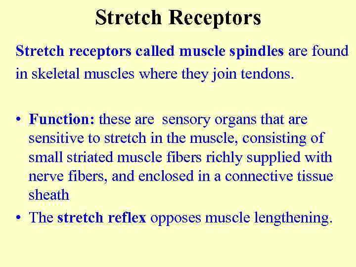 Stretch Receptors Stretch receptors called muscle spindles are found in skeletal muscles where they