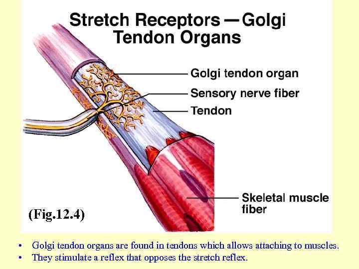 (Fig. 12. 4) • Golgi tendon organs are found in tendons which allows attaching