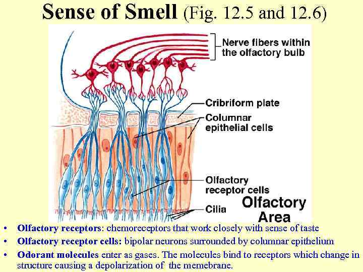 Sense of Smell (Fig. 12. 5 and 12. 6) • Olfactory receptors: chemoreceptors that