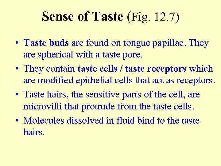 Sense of Taste (Fig. 12. 7) • Taste buds are found on tongue papillae.