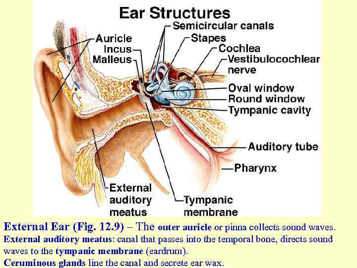 External Ear (Fig. 12. 9) – The outer auricle or pinna collects sound waves.