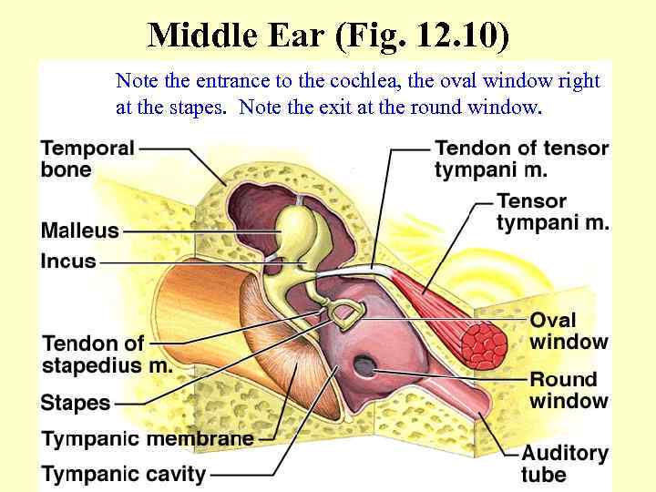 Middle Ear (Fig. 12. 10) Note the entrance to the cochlea, the oval window