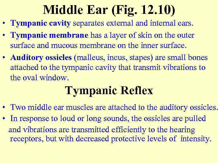 Middle Ear (Fig. 12. 10) • Tympanic cavity separates external and internal ears. •