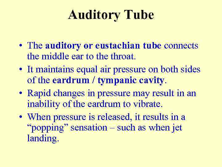 Auditory Tube • The auditory or eustachian tube connects the middle ear to the