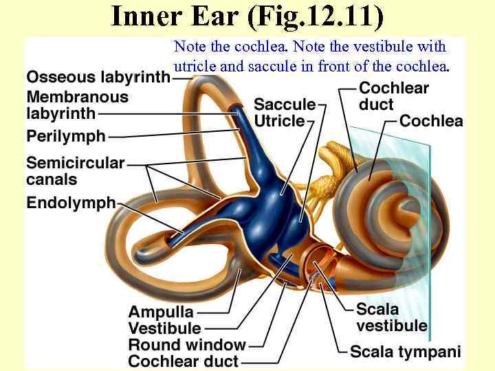 Inner Ear (Fig. 12. 11) Note the cochlea. Note the vestibule with utricle and