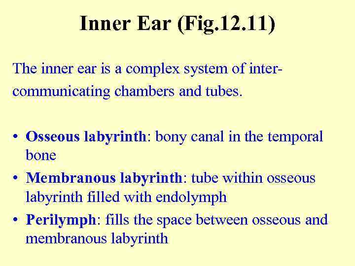 Inner Ear (Fig. 12. 11) The inner ear is a complex system of intercommunicating