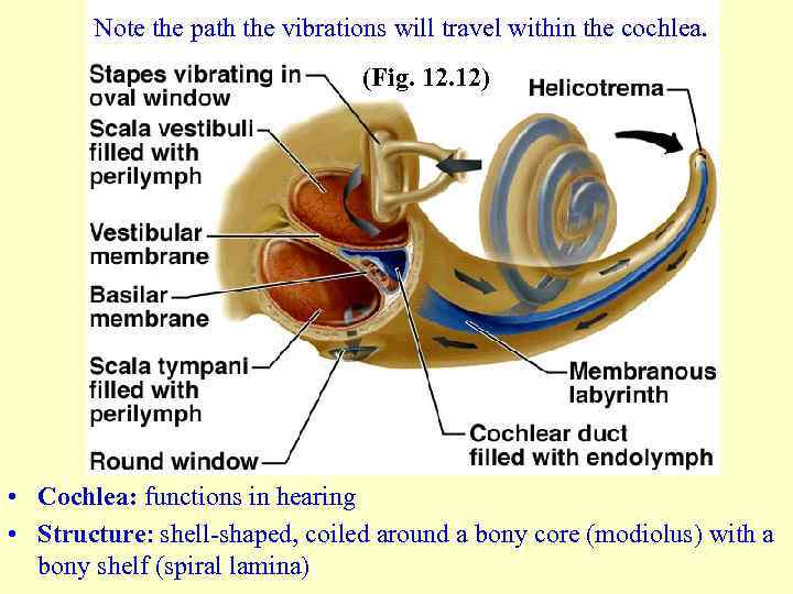 Note the path the vibrations will travel within the cochlea. (Fig. 12) • Cochlea: