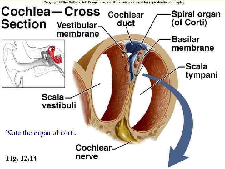 Note the organ of corti. Fig. 12. 14 