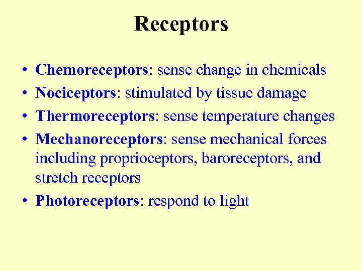 Receptors • • Chemoreceptors: sense change in chemicals Nociceptors: stimulated by tissue damage Thermoreceptors: