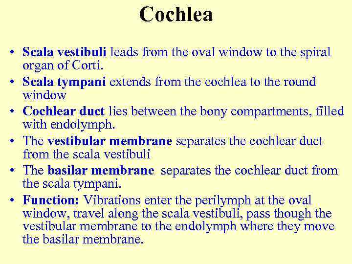 Cochlea • Scala vestibuli leads from the oval window to the spiral organ of