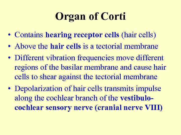 Organ of Corti • Contains hearing receptor cells (hair cells) • Above the hair