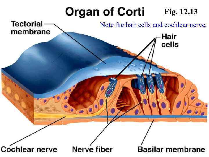 Fig. 12. 13 Note the hair cells and cochlear nerve. 