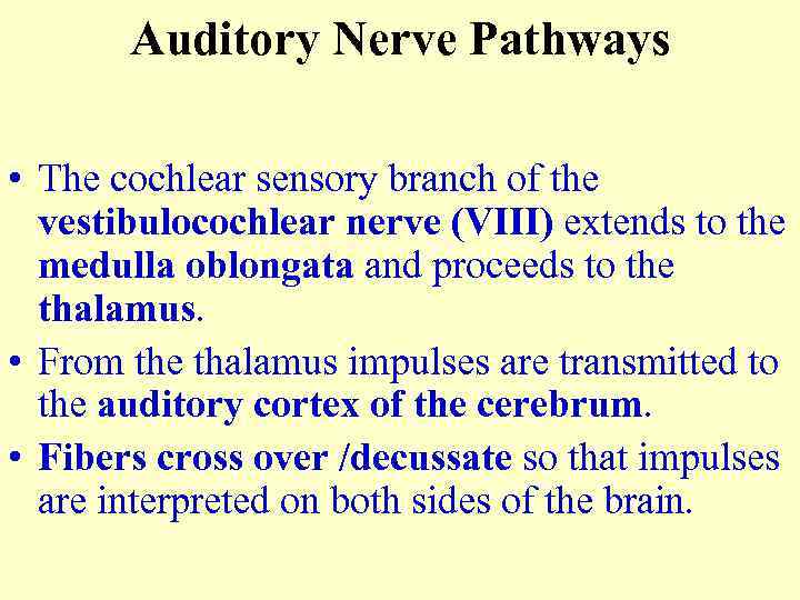 Auditory Nerve Pathways • The cochlear sensory branch of the vestibulocochlear nerve (VIII) extends