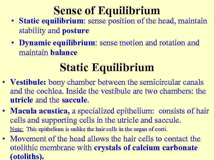 Sense of Equilibrium • Static equilibrium: sense position of the head, maintain stability and