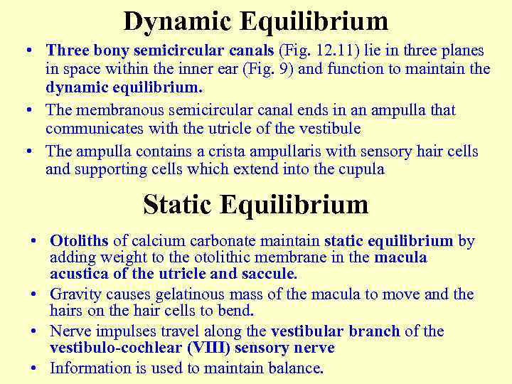 Dynamic Equilibrium • Three bony semicircular canals (Fig. 12. 11) lie in three planes