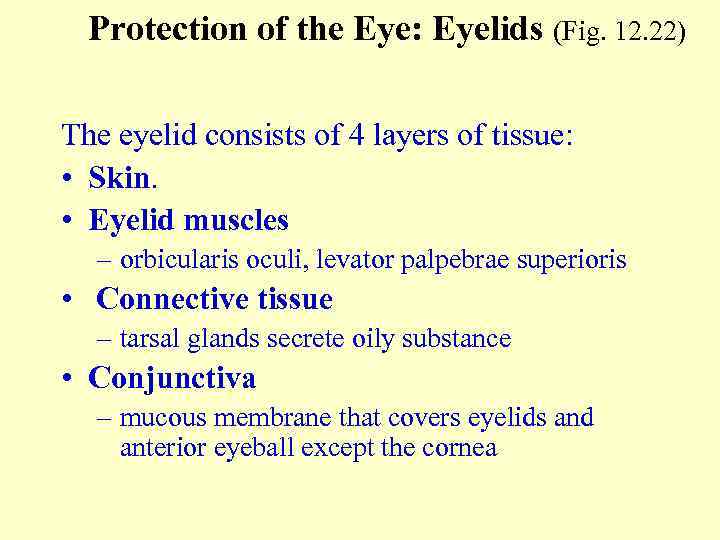 Protection of the Eye: Eyelids (Fig. 12. 22) The eyelid consists of 4 layers