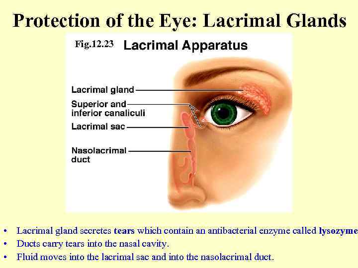 Protection of the Eye: Lacrimal Glands Fig. 12. 23 • Lacrimal gland secretes tears