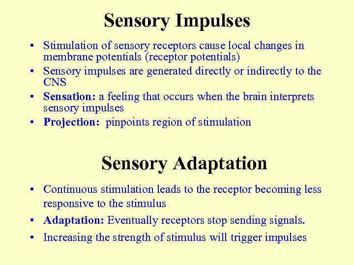 Sensory Impulses • Stimulation of sensory receptors cause local changes in membrane potentials (receptor