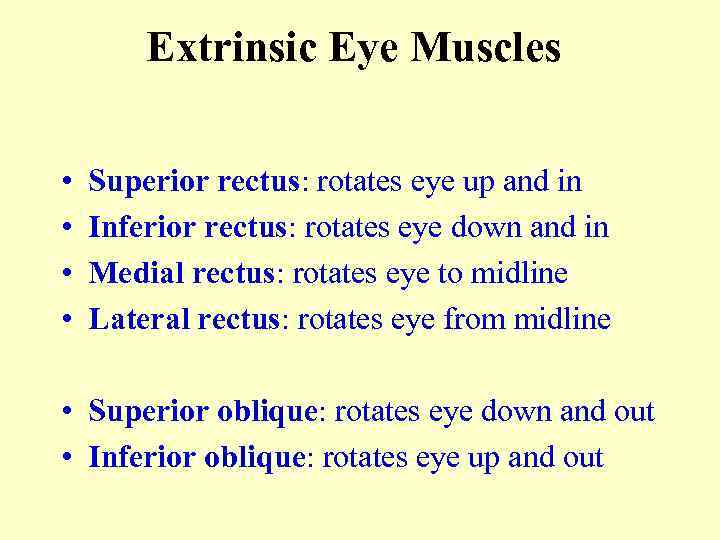 Extrinsic Eye Muscles • • Superior rectus: rotates eye up and in Inferior rectus: