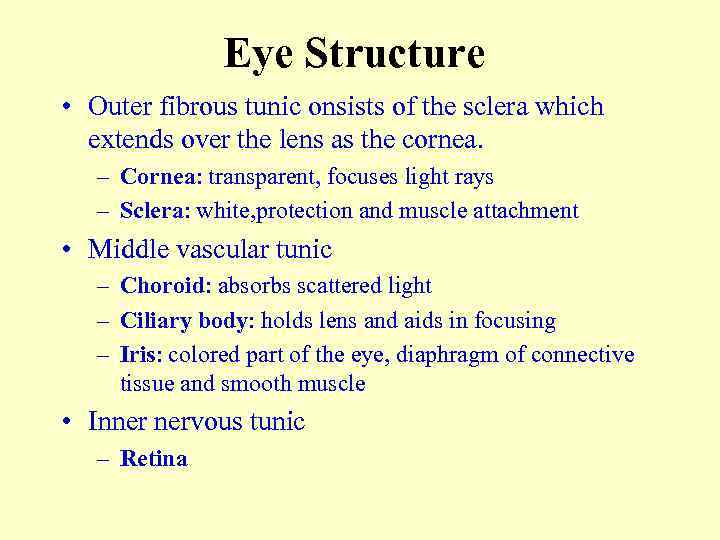 Eye Structure • Outer fibrous tunic onsists of the sclera which extends over the