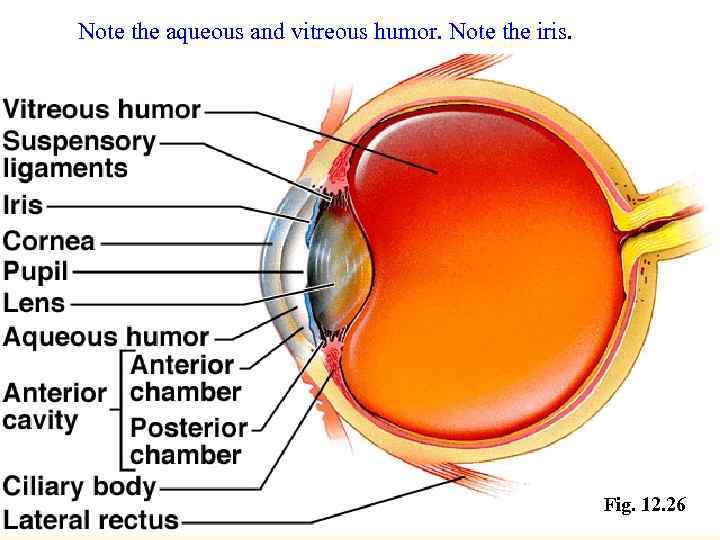 Note the aqueous and vitreous humor. Note the iris. Fig. 12. 26 