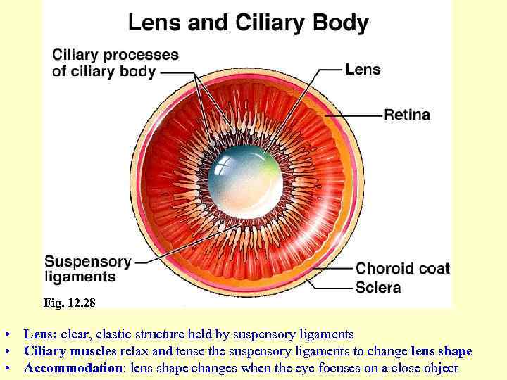 Fig. 12. 28 • Lens: clear, elastic structure held by suspensory ligaments • Ciliary