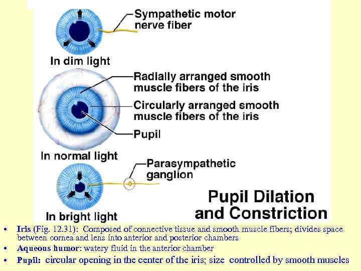  • • • Iris (Fig. 12. 31): Composed of connective tissue and smooth