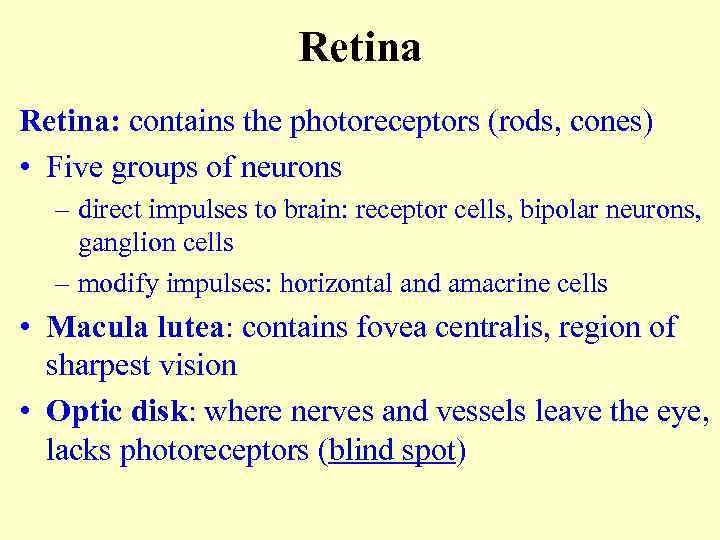 Retina: contains the photoreceptors (rods, cones) • Five groups of neurons – direct impulses