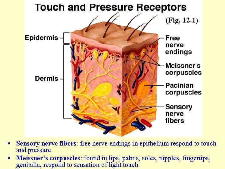 (Fig. 12. 1) • Sensory nerve fibers: free nerve endings in epithelium respond to