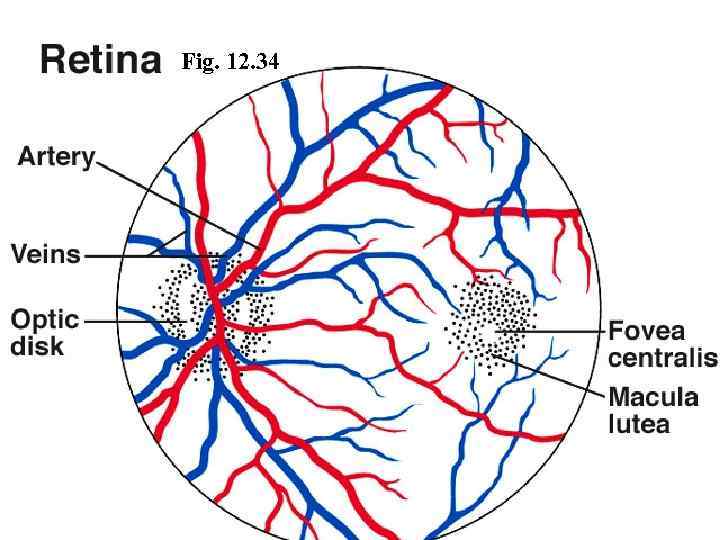 Fig. 12. 34 