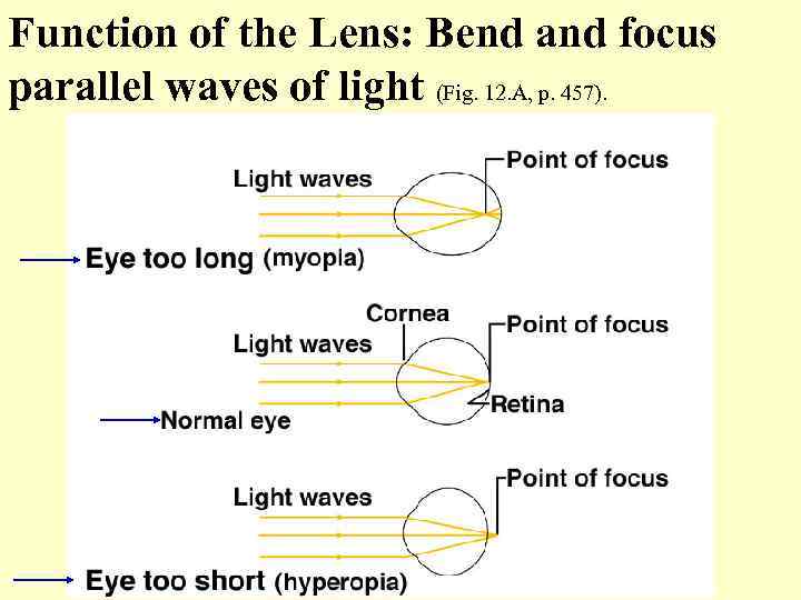 Function of the Lens: Bend and focus parallel waves of light (Fig. 12. A,