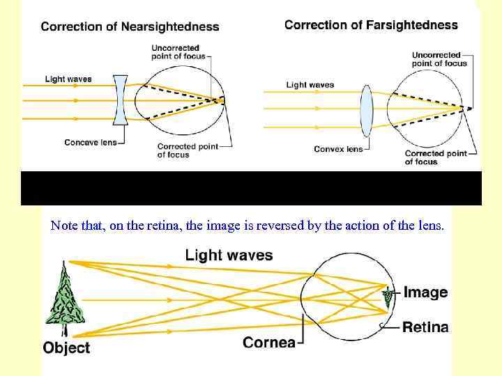 Note that, on the retina, the image is reversed by the action of the